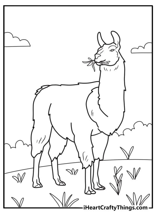 Llama coloring page pdf grazing on highland grass near a stone path