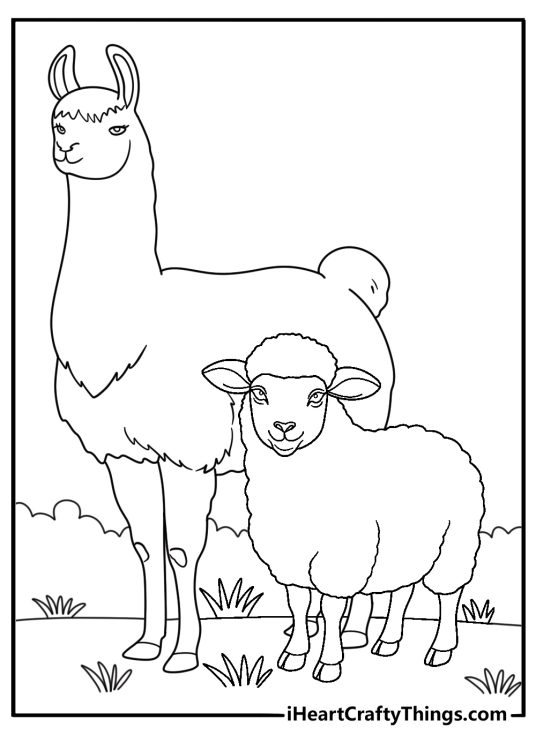 Llama coloring page showing guardian llama watching over sheep in field