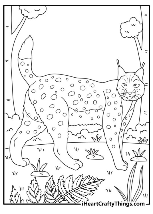 Lynx walking through ferns forest animals printable pdf