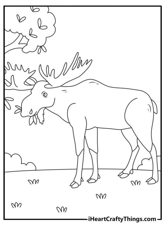 Moose coloring page showing a bull eating willow branches in a marsh