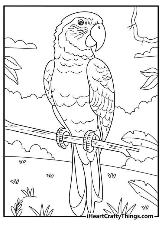 Parrot coloring printable preening feathers near rainforest leaves simple coloring sheet