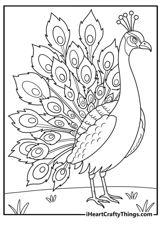 Peacock coloring page for kids with tail spread wide detailed coloring sheet printable pdf
