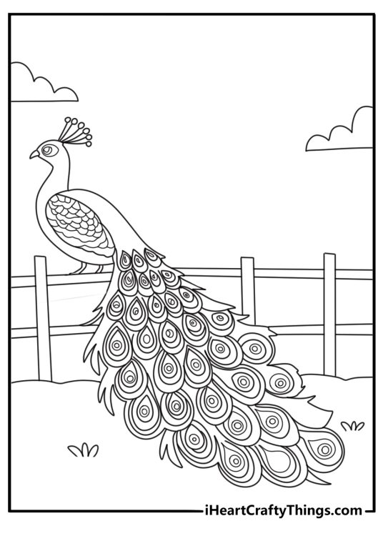 Peacock on fence in farm yard decorative coloring sheet for adults