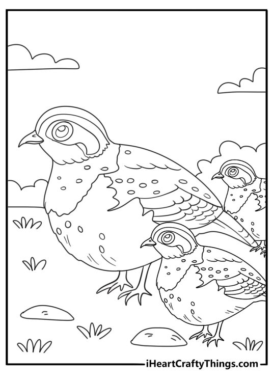 Quail family crossing farm path coloring sheet for kids