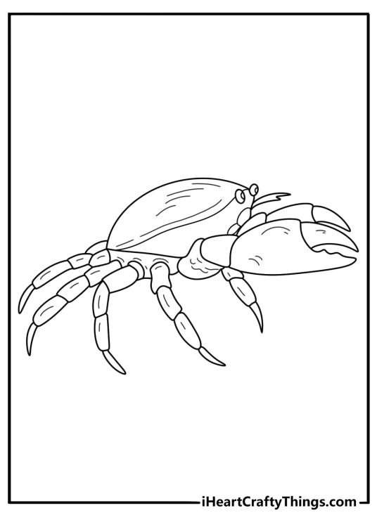 Realistic Dungeness crab side view detailed coloring page