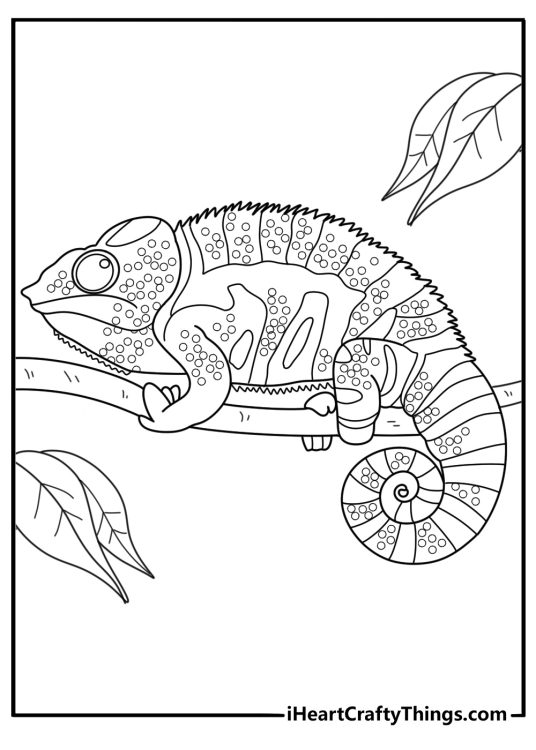 Realistic chameleon close view with curled tail detailed coloring sheet