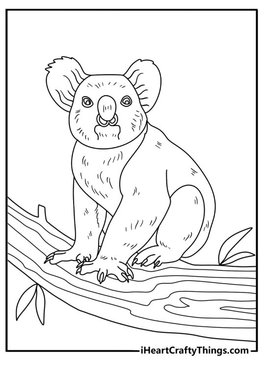 Realistic koala coloring page showing koala walking along a thick tree branch