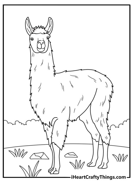 Realistic llama coloring page front view with thick wool coat