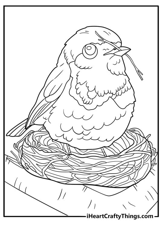 Robin building a nest with twigs simple bird coloring sheet for children pdf download