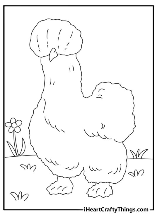 Silkie chicken with fluffy feathers cute coloring page for kids