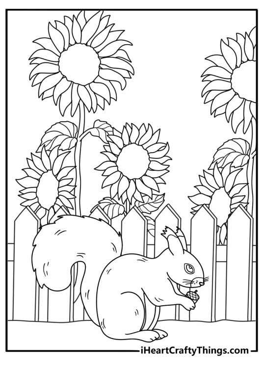 Squirrel coloring pages printable with a squirrel on a fence beside sunflowers