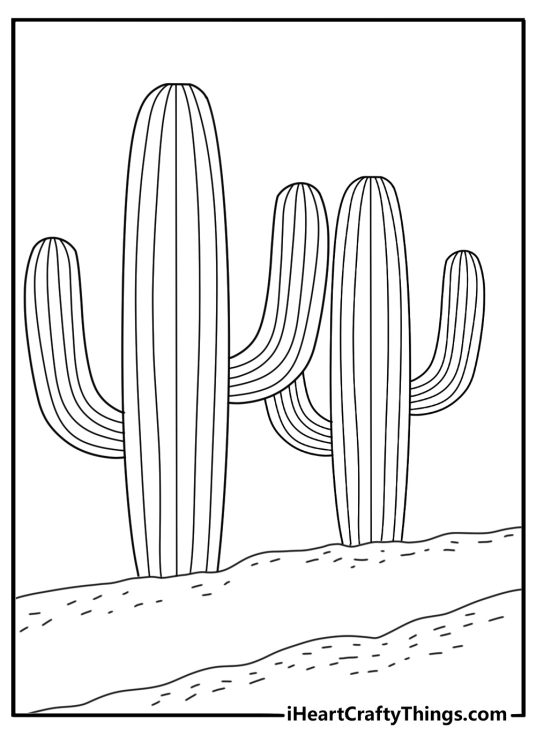 Tall column cactus with vertical ridges cactus plant coloring page for adults