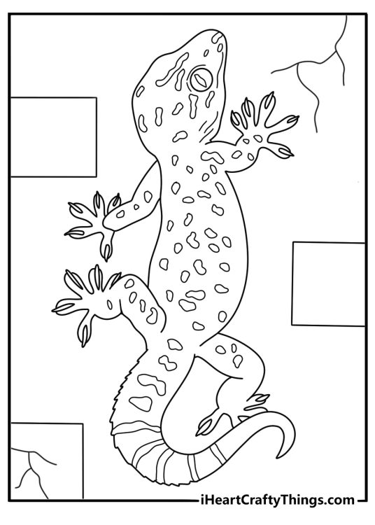 Tokay gecko on wall at night reptile coloring page