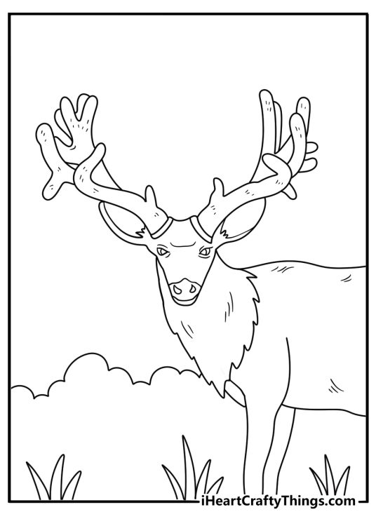 Velvet covers the growing antlers of a young bull in this detailed moose printable