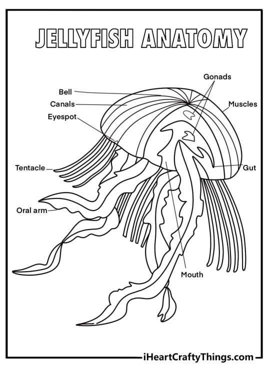 anatomy jellyfish coloring sheet labeled bell oral arms and tentacles classroom printable pdf
