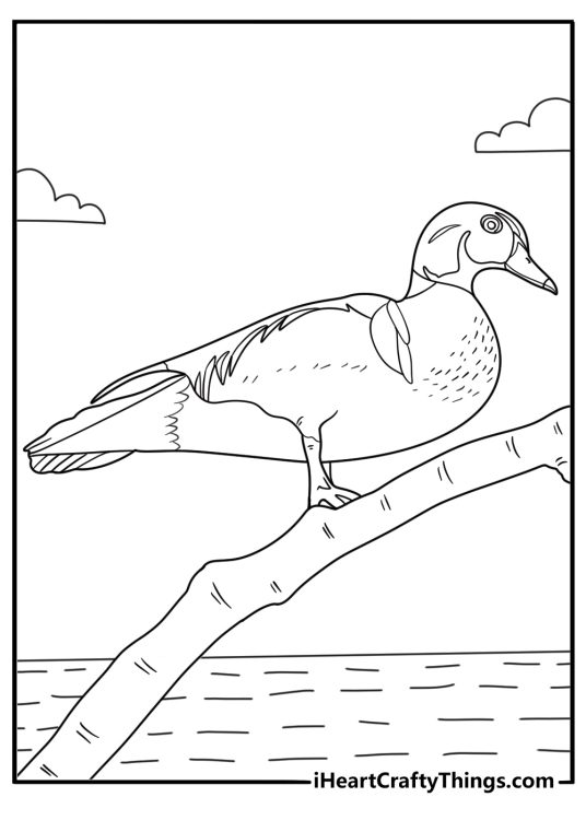 detailed duck coloring sheet mandarin duck perched on a branch above water for adults pdf