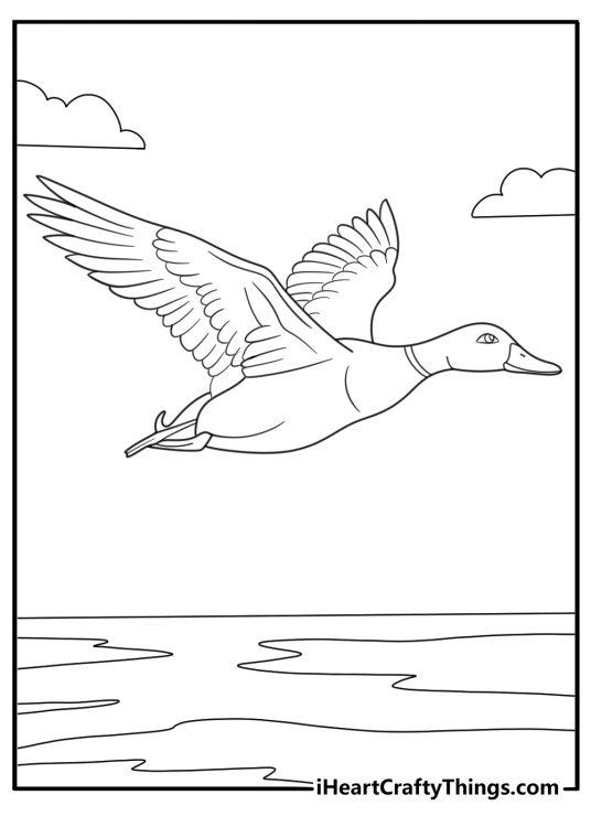 duck coloring page for kids mallard drake gliding across calm lake printable pdf