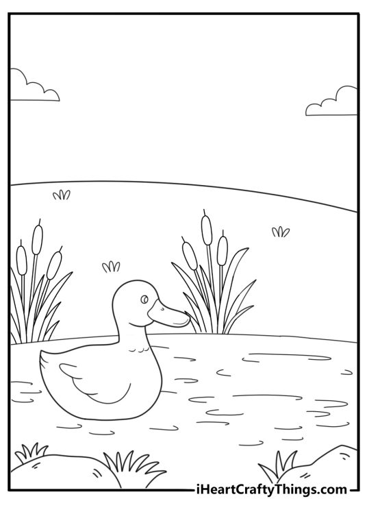 duck coloring page pond scene with one drake and tall cattails under light clouds easy pdf