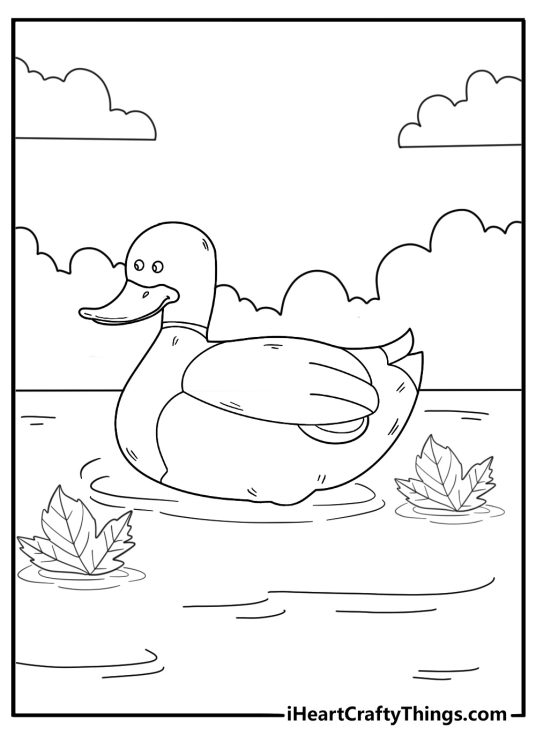 duck coloring pages for adults wood duck in a quiet marsh with reflections detailed download