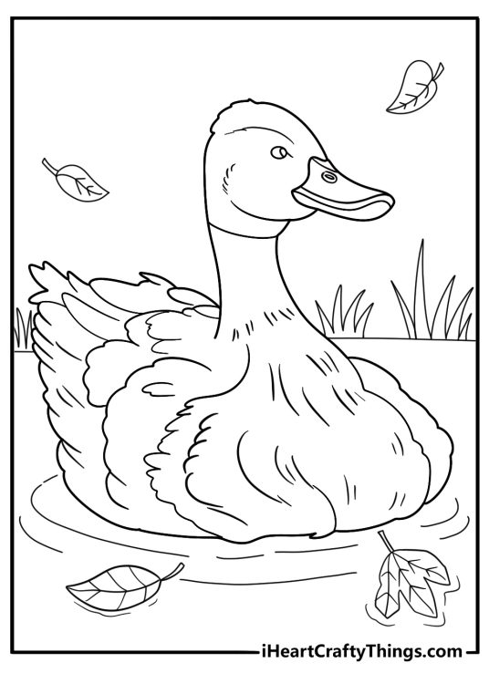 duck coloring pages free download duck swimming through autumn leaves on the water easy outline