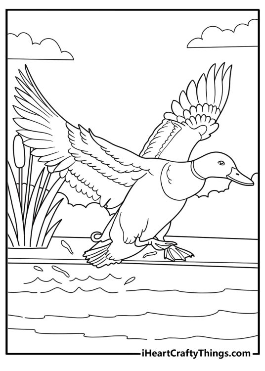 duck coloring pages free download flying duck low over water with wings wide simple out