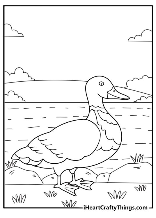 duck coloring pages free pdf muscovy duck standing beside a farm water trough realistic