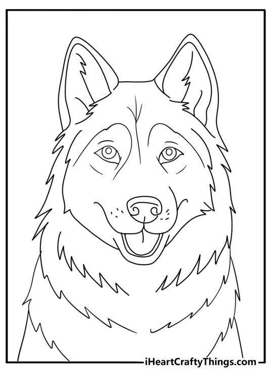 husky close up portrait detailed coloring sheet