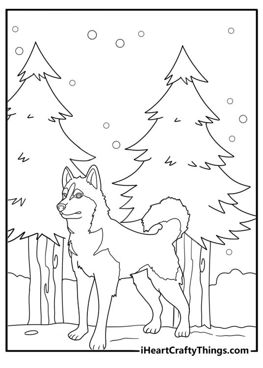husky standing near pine trees winter coloring page