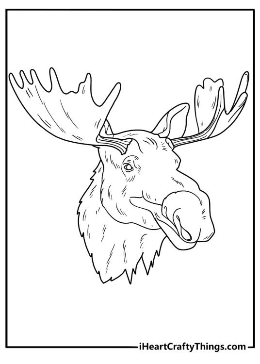 moose head close up portrait style coloring page