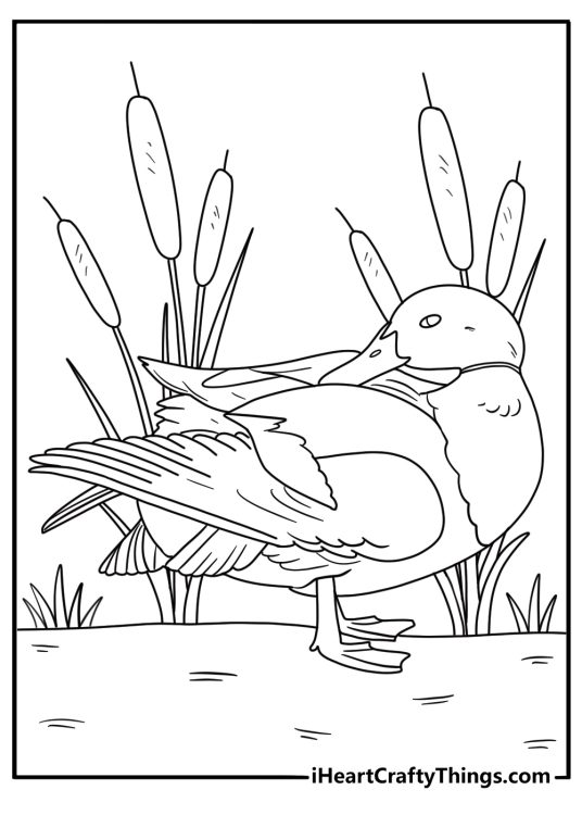 printable duck coloring page drake preening feathers on the bank with cattails nearby pdf