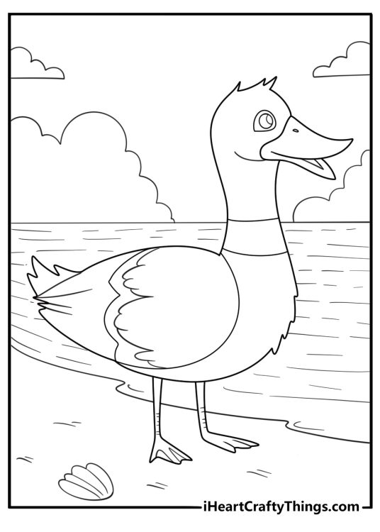 printable duck coloring page mallard standing in shallow water with gentle ripples for kids