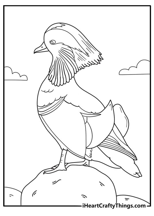 realistic duck coloring page mandarin duck with patterned feathers standing on a rock detailed