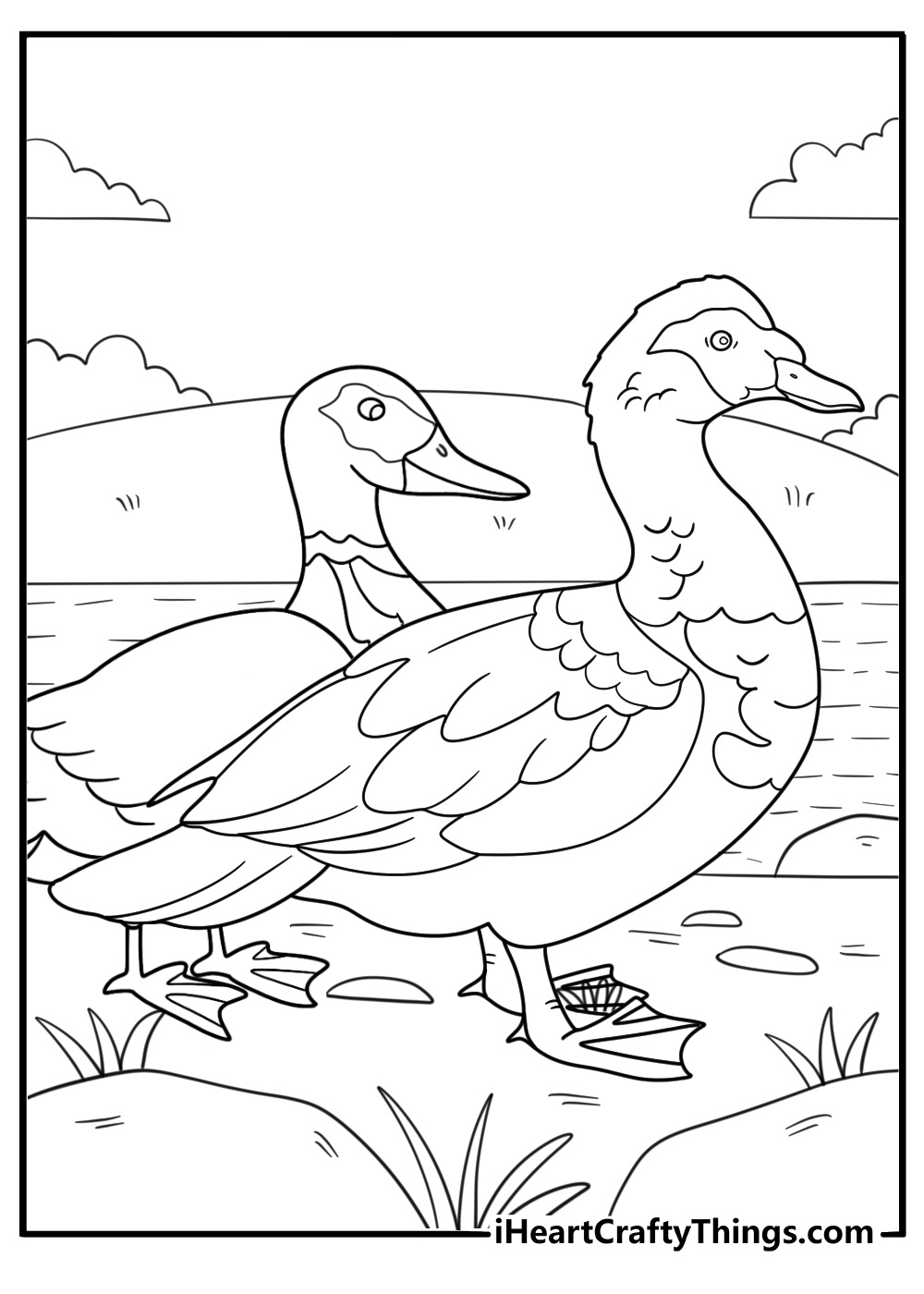 realistic duck coloring pages mallard pair on a quiet river bank detailed download