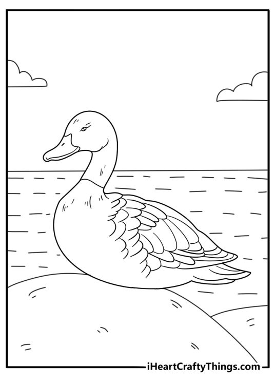 realistic duck coloring sheet common eider resting on a sea rock detailed pdf