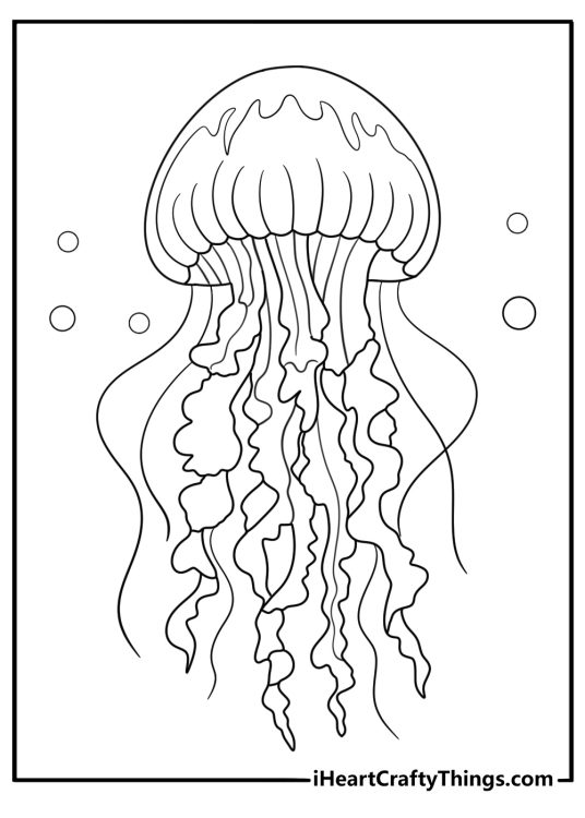 realistic jellyfish coloring sheet side profile translucent bell with long ruffled arms pdf