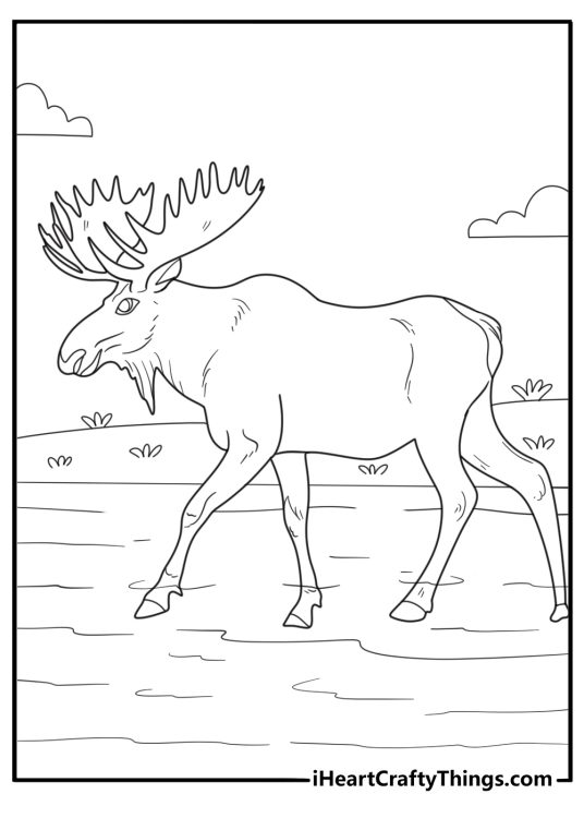 realistic moose crossing a stream detailed coloring sheet