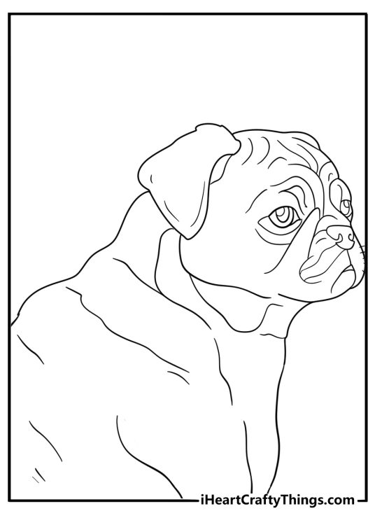 realistic pug printable detailed portrait side view showing wrinkles and short muzzle for adults pdf