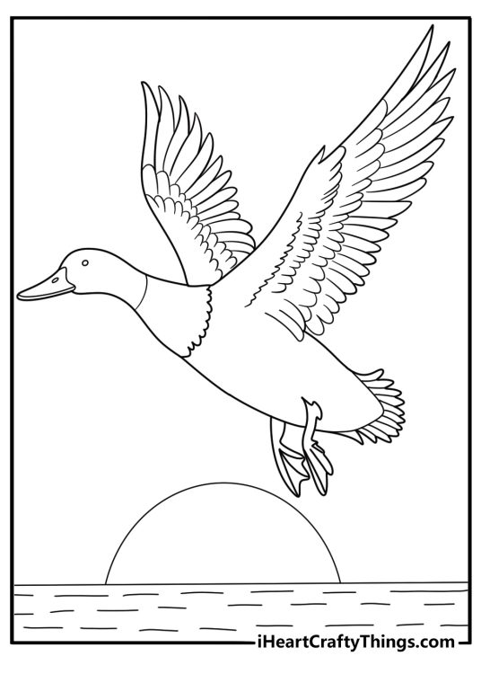 simple duck coloring sheet silhouette of duck flying over a lake at sunset easy pdf