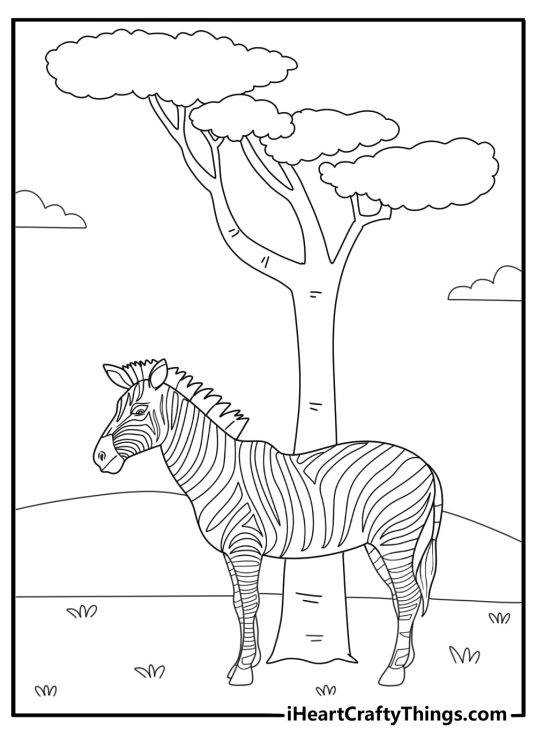 zebra standing near acacia tree simple coloring sheet