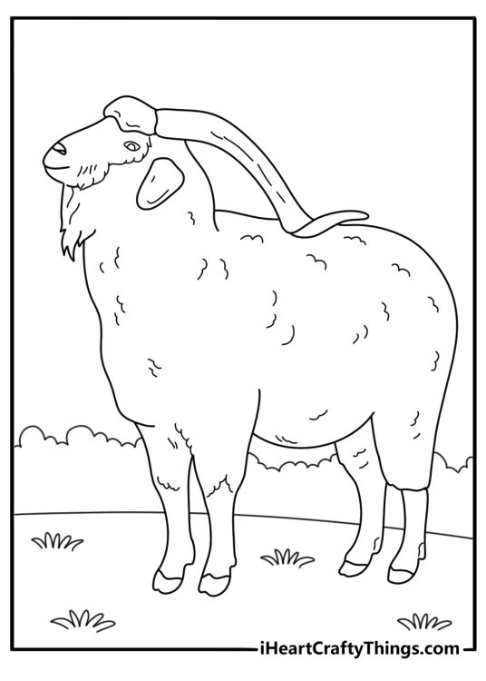 Angora goat with long wool coat detailed coloring sheet for adults