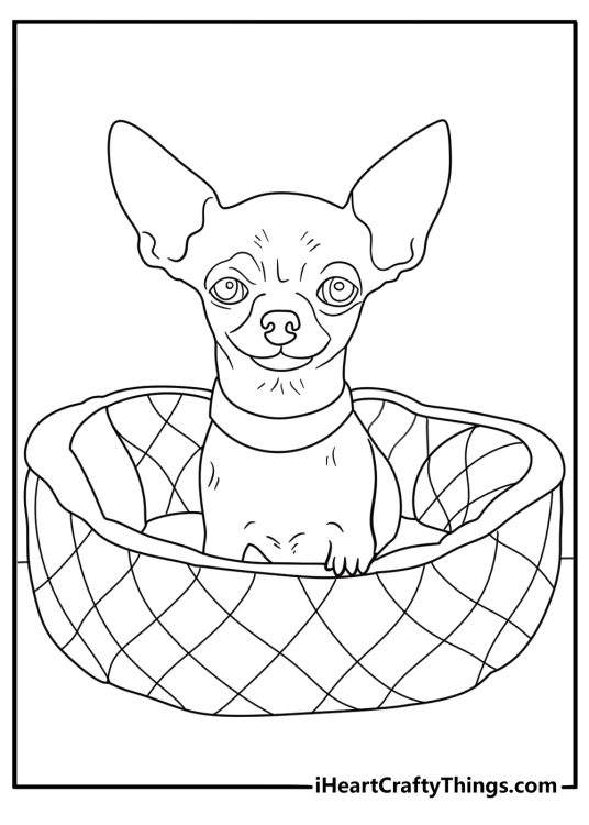 Baby Chihuahua coloring pages with a tiny pup sleeping under a blanket