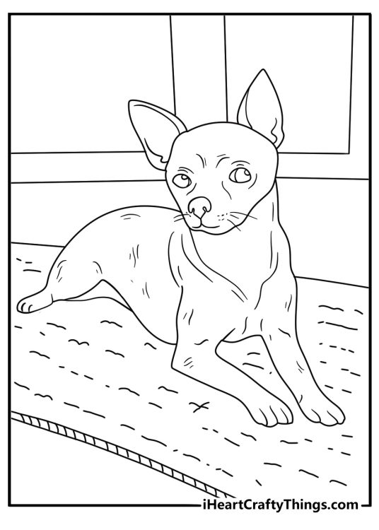 Chihuahua coloring pages for adults with a realistic dog resting on a woven rug