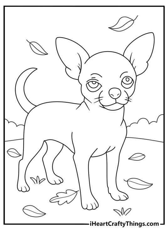 Chihuahua coloring sheet with a long haired dog walking through fallen leaves