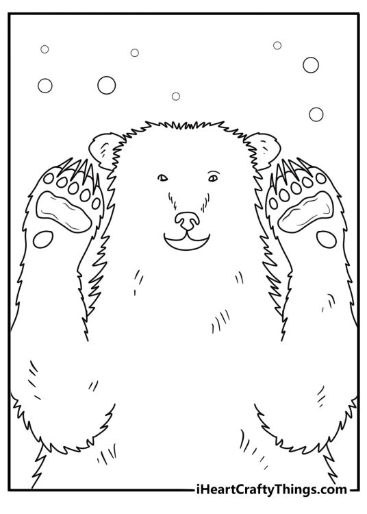 Close up polar bear face and paws detailed coloring sheet for adults