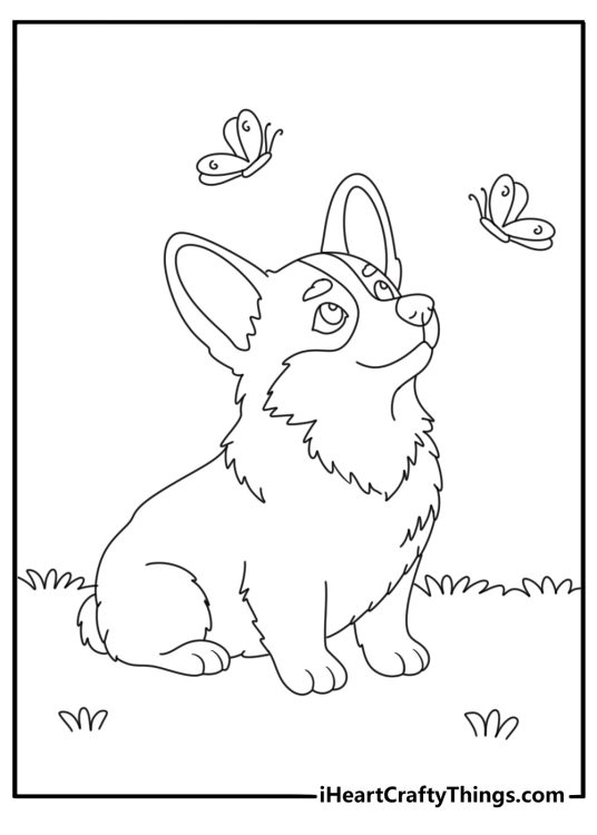 Coloring sheet for children featuring Corgi sitting on the grass on his hind feet with two butterflies flying around