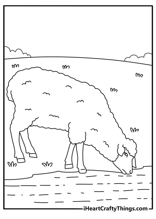 Coloring sheet of a sheep drinking water from a small pond