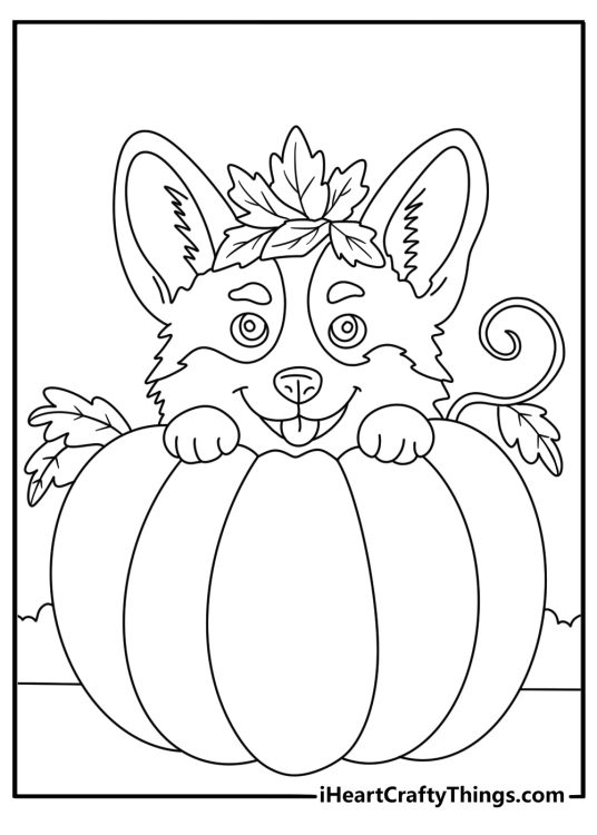 Corgi coloring page with a corgi in a pumpkin patch
