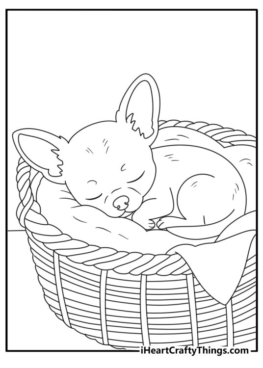 Cute Chihuahua coloring page with a little dog inside a pet bed