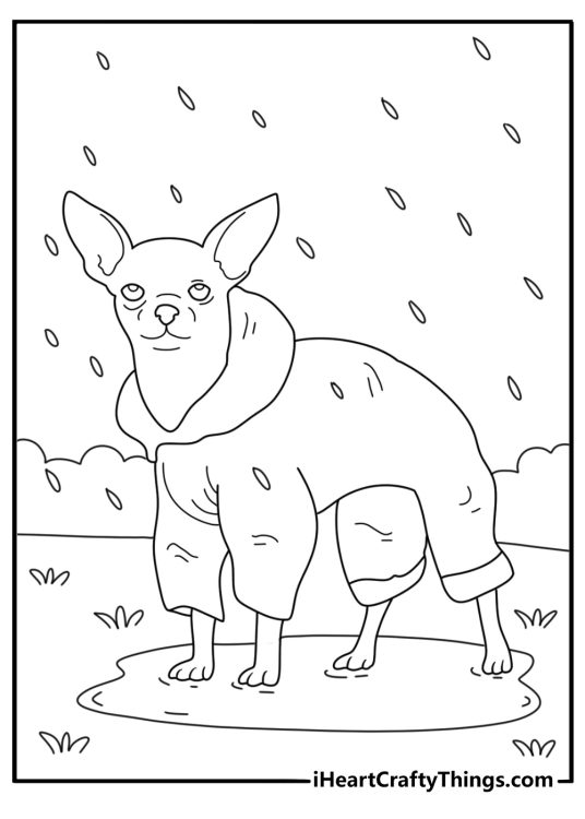 Cute Chihuahua coloring page with a tiny dog in a raincoat near puddles