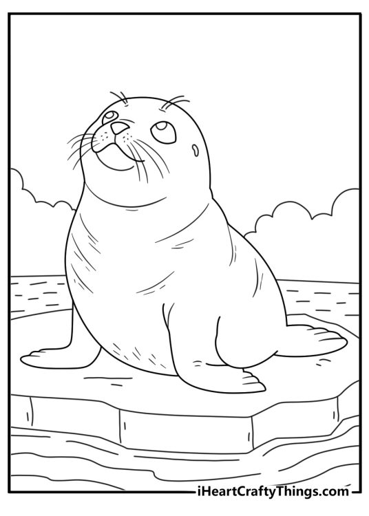 Cute seal coloring sheet with small seal looking up from shallow water